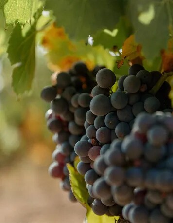 An organic grape reaching maturation in the provencal vineyards of Château Galoupet Cru Classé Côtes de Provence.
