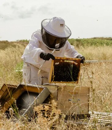 An apiarist working and checking the beehives of Château Galoupet Cru Classé Côtes de Provence
