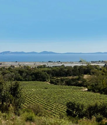 Une vue sur la mer Méditerranée et les vignobles biologiques du Château Galoupet Cru Classé Côtes de Provence. 