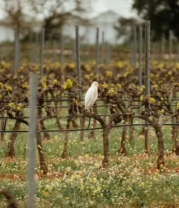 A white bird sitting on a vine tree in the organic vineyard of Château Galoupet Cru Classé Côtes de Provence.