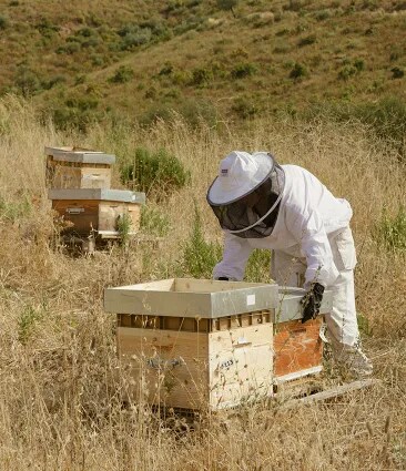 An apiarist working and checking the beehives of Château Galoupet Cru Classé Côtes de Provence