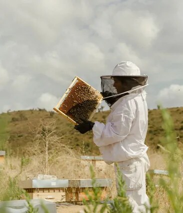 An apiarist working and checking the beehives of Château Galoupet Cru Classé Côtes de Provence