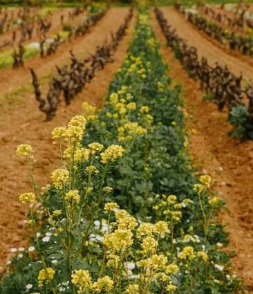 Covercrops flowering inbetween the ranks of Château Galoupet Cru Classé Côtes de Provence vines