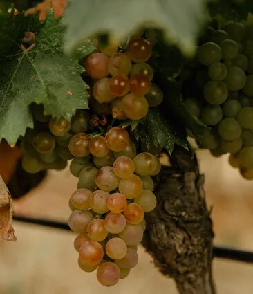 A white grape reaching maturation under the provencal sun in Château Galoupet Cru Classé Côtes de Provence organic vineyards