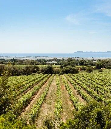 A view of the organic vineyard of Château Galoupet Cru Classé Côtes de Provence facing the Mediterranean sea during a sunny afternoon.