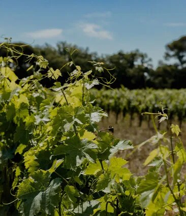 A view of the rich biodiversity and tall old trees of Château Galoupet Cru Classé Côtes de Provence Estate