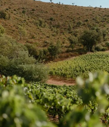 Organic vineyard of Château Galoupet Cru Classé Côtes de Provence and protected woodlands on a sunny afternoon.