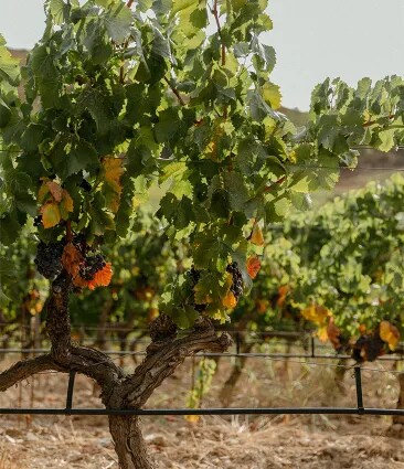 A close-up on a vine tree and grapes in a sunny afternoon in Château Galoupet Cru Classé Côtes de Provence organic vineyard