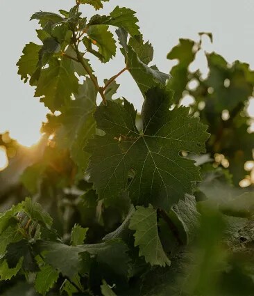 Vine leaves in organic vineyard of Château Galoupet Cru Classé Côtes de Provence during sunset.