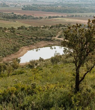 Château Galoupet's water reserve in the protected woodland surrounding the organic provence vineyards