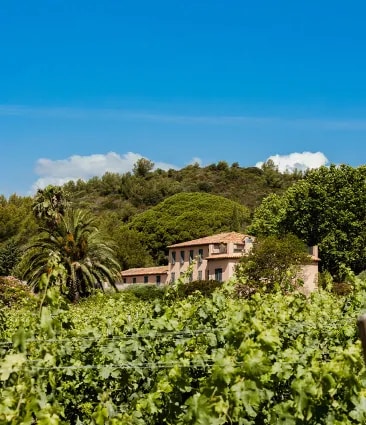 Tall pine tress and cypress on Château Galoupet Cru Classé Côtes de Provence Estate