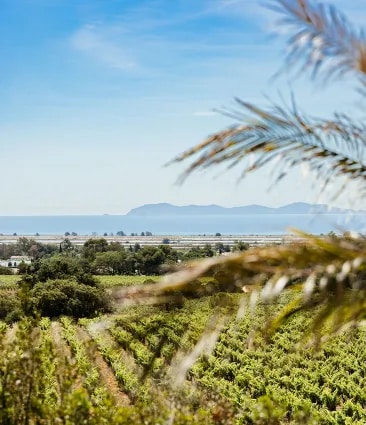 A bottle of Château Galoupet Cru Classé Côtes de Provence on a rock over the mediterranean sea, accompanied by oysters and bread.