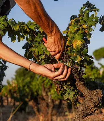 Mathieu Meyer, Estate Director of Château Galoupet Cru Classé Côtes de Provence harvesting 