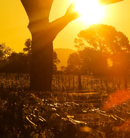 Sunset view of Chateau Galoupet's vineyards Cru Classé Cru Classé Côtes de Provence