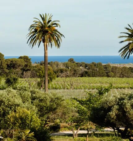 A view from the terrace of Château Galoupet Cru Classé Côtes de Provence overlooking the organic vineryards and the Mediterranean sea.