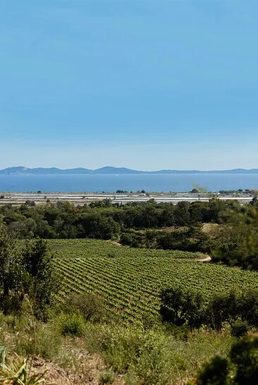 View of the organic vineyards of Château Galoupet Cru Classé Côtes de Provence and the Mediterranean sea on a sunny summer afternoon.