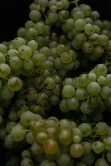 Close up on Rolle grapes picked during harvest at Château Galoupet Cru Classé Côtes de Provence