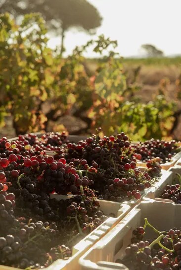 Grapes picked during harvest in the organic vineyards of Château Galoupet Cru Classé Côtes de Provence.