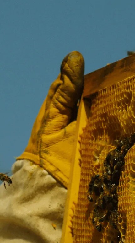 apiculteur qui travaille avec les abeilles pour ramasser du miel