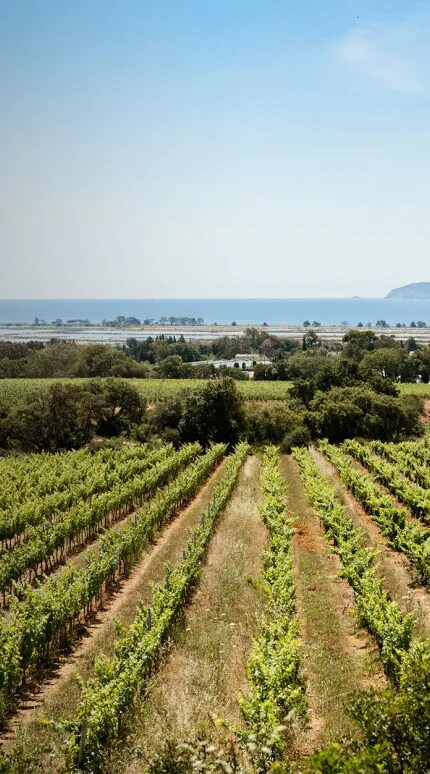 Organic Provence vineyard view and mediterranean sea view from Château Galoupet Cru Classé Côtes de Provence.