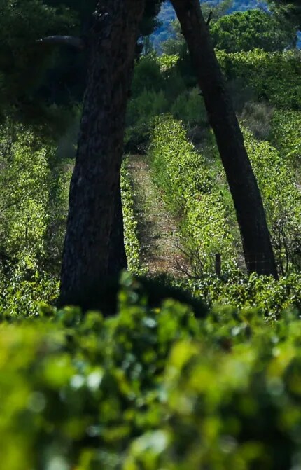  Someone holding a glass of Château Galoupet Cru Classé Côte de Provence 