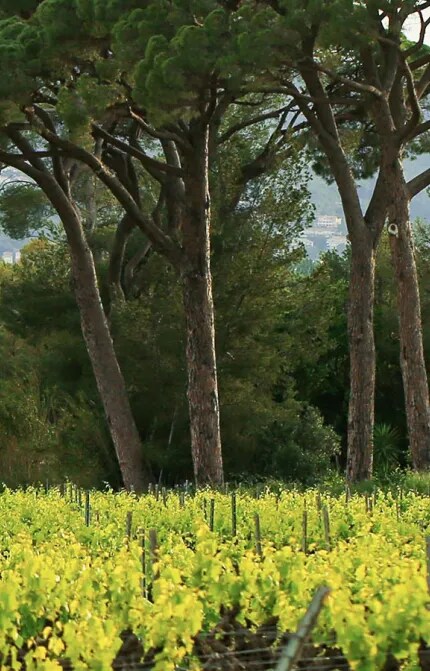 An organic Provence vineyard with rows of grapevines under a clear sky, from the terrace of the Chateau Galoupet Cru Classé Côtes de Provence near the Mediterranean Sea.