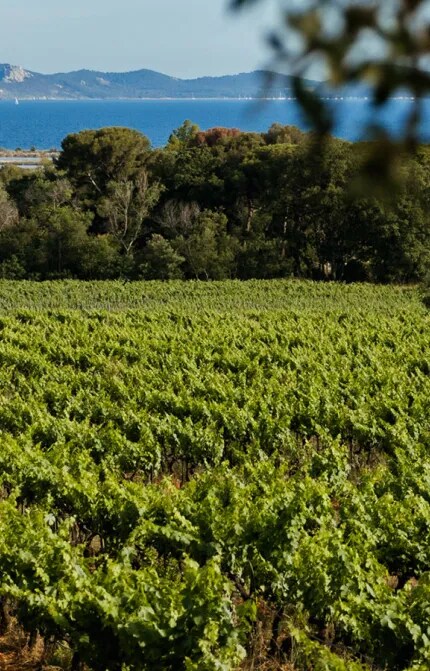 Afternoon view of Château Galoupet Cru Classé Côtes de Provence organic vineyard