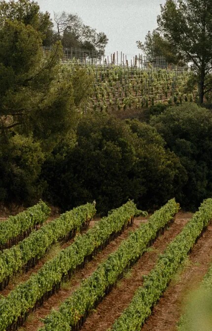 Afternoon view of Château Galoupet Cru Classé Côtes de Provence organic vineyard