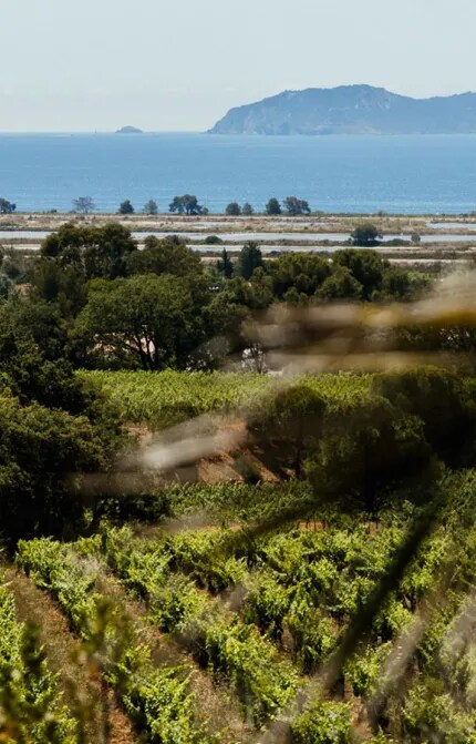 A view of the mediterranean sea and the organic vineyards of Château Galoupet Cru Classé Côtes de Provence.