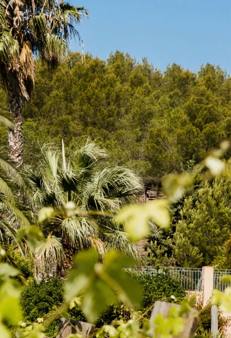 Une vue du vignoble biologique du Château Galoupet Cru Classé Côtes de Provence