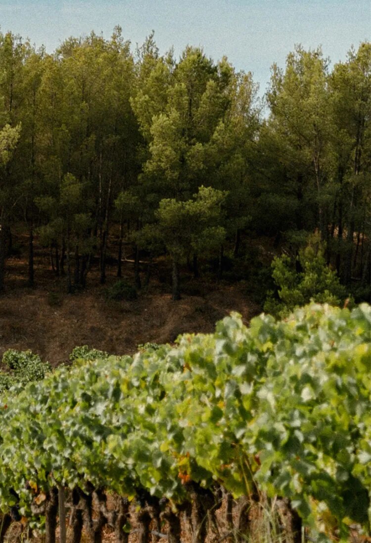 An organic vineyard view from Château Galoupet Cru Classé Côtes de Provence
